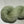 Eucalyptus (au gramme)