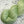 Eucalyptus (au gramme)