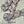 Bleu Antique (au gramme)