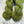 Feuillage Vert