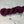 Plum (au gramme)