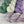 Violette Africaine (au gramme)