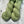Eucalyptus (au gramme)