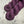 Plum (au gramme)