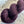 Prune Sauvage