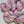 Crocus (au gramme)