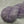 Violette Africaine