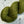 Feuillage Vert