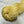 Poussin