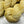 Poussin
