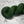 Feuillage Vert