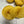 Jaune Poussin (au gramme)